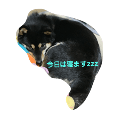 [LINEスタンプ] 黒柴小梅第2弾