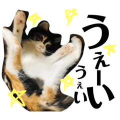 [LINEスタンプ] 猫と使えるスタンプ〜その2～