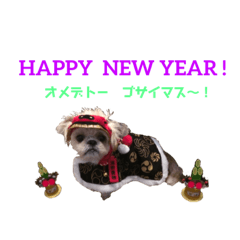 [LINEスタンプ] シーズーのwinterスタンプ fetchpriority=high