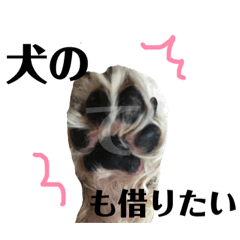 [LINEスタンプ] わんことにゃんこ。 fetchpriority=high