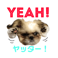 [LINEスタンプ] シーズー犬のMOGWAI 