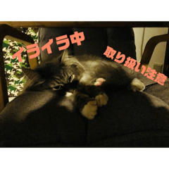 [LINEスタンプ] ノルウェージャンのモフちゃんです！！ 