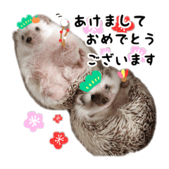 [LINEスタンプ] ハリネズミ。むぎとろすたんぷ5