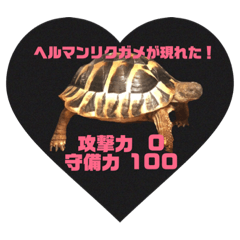 [LINEスタンプ] ヘルマンリクガメ  リクガメのココタロウ2