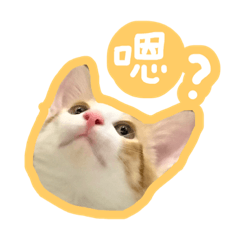 [LINEスタンプ] トラ猫栗栗ちゃんの日常 