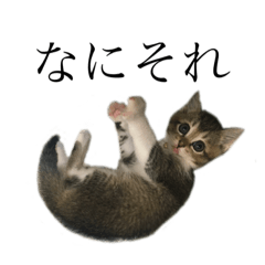 [LINEスタンプ] ぴぴち2 