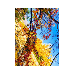 [LINEスタンプ] 黄金葉と紅葉の画像（メイン）