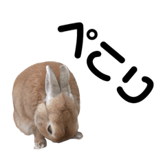 うさぎと暮らす