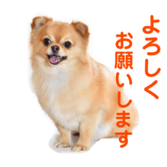 [LINEスタンプ] チワぽん③ 