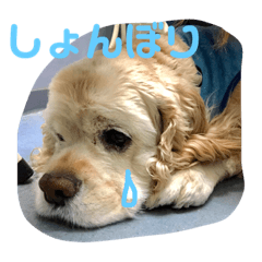 [LINEスタンプ] 信です。 