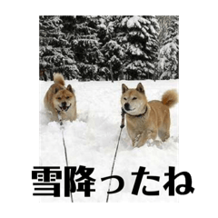 [LINEスタンプ] 我が家の北海道犬〜7
