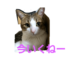 [LINEスタンプ] 可愛いねこちゃん