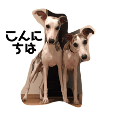 [LINEスタンプ] whippetレオン＆ディノ 第2弾
