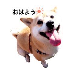 [LINEスタンプ] 柴犬こたろうの日常 