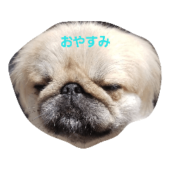 [LINEスタンプ] ペキニーズなつ2 