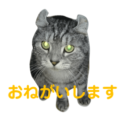 [LINEスタンプ] ぷるちゃん