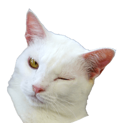 [LINEスタンプ] ちいきねこ