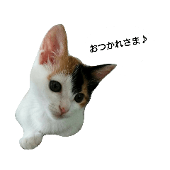 [LINEスタンプ] たまちゃんとあなごくんです 
