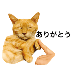 [LINEスタンプ] 我が家のトラ猫さん fetchpriority=high