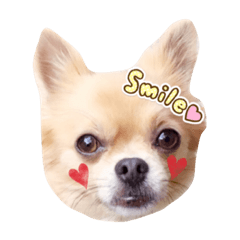 [LINEスタンプ] ゆるっとチワワ♡ 