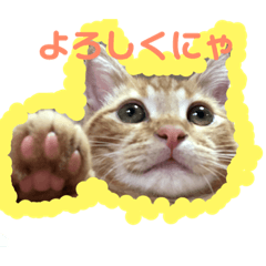 [LINEスタンプ] わがやの猫ちゃんおもち 