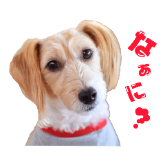 [LINEスタンプ] ジャムとの暮らし 