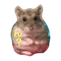 [LINEスタンプ] 表情豊かなハムスターのこたろう