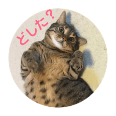 [LINEスタンプ] ぎんちゃん＆にゃーすけ
