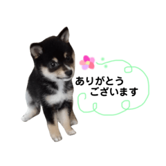[LINEスタンプ] 豆柴めいちゃん
