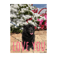 [LINEスタンプ] ミックス犬 ポッキーちゃん fetchpriority=high