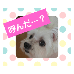 [LINEスタンプ] 使える！日常スタンプ(ゆかいな仲間たち) 