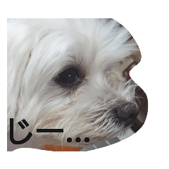[LINEスタンプ] マルチーズのこじろーさん 