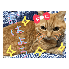[LINEスタンプ] ヌコの日常…ロッケンロー