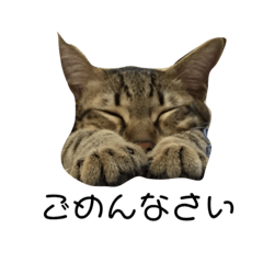 [LINEスタンプ] 愛ネコ6 