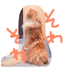[LINEスタンプ] 猫写真日常会話 