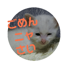 [LINEスタンプ] 我が家の猫写真スタンプです 