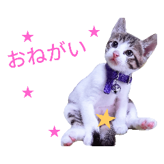 [LINEスタンプ] AKKスタンプ♪