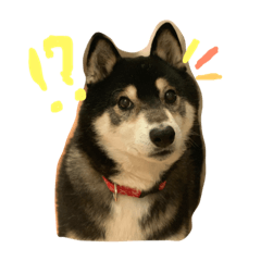 [LINEスタンプ] 黒柴のエルぴょん