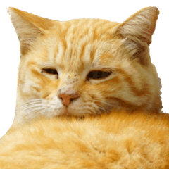 [LINEスタンプ] ちいきねこ2