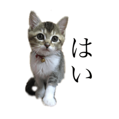 [LINEスタンプ] ぴぴち