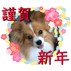 [LINEスタンプ] 新年に使える愛犬ミュウのスタンプ