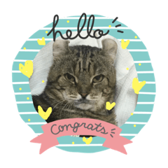 [LINEスタンプ] 癒しねこちゃんのひと言