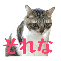 [LINEスタンプ] ぽっちゃりぴょんちゃん 