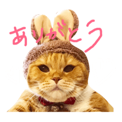 [LINEスタンプ] きなこたスタンプ 