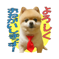 [LINEスタンプ] ポメラニアン MOKOさん 