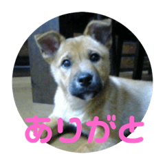 [LINEスタンプ] もみじいのスタンプ 
