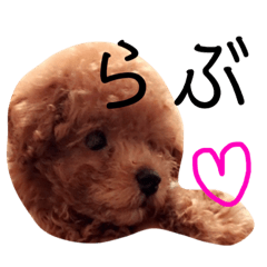 [LINEスタンプ] トイプードル けびかぬのスタンプ