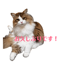 [LINEスタンプ] 猫のまいまいー日常編集2