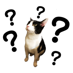 [LINEスタンプ] にゃんこさま