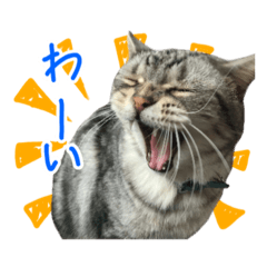 [LINEスタンプ] レオン☆シェリア猫写真スタンプ2